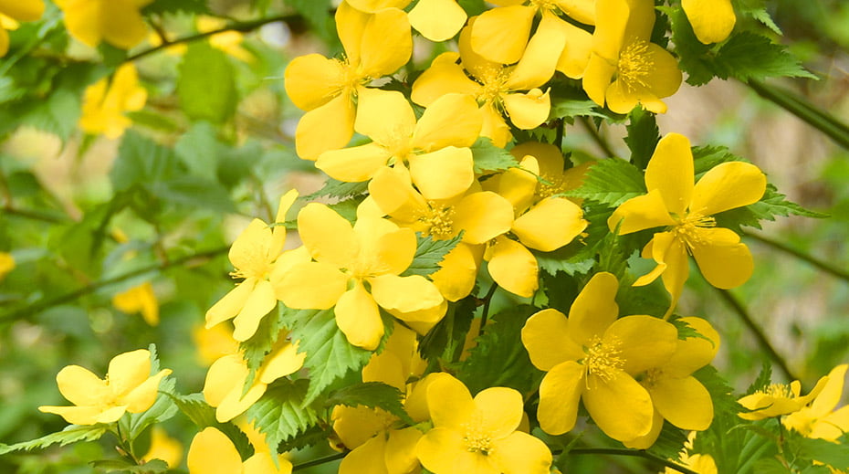 津軽手踊り やまぶき会 会歴